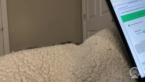 hungtwinkcock1 online show from 03.17.26