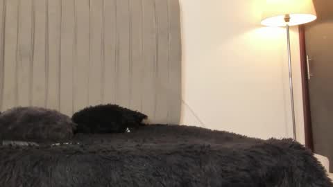 oleider dont forget your thumbs up online show from 02.28.26