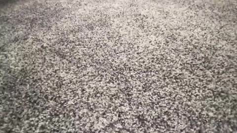 ironerectionn online show from 01.11.26