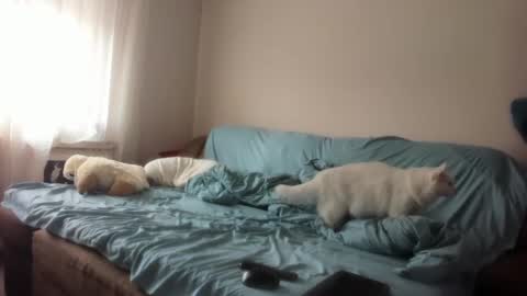 Snapshot of issabelle_69 chatting on 03.04.25 Issabelle online show from 03.04.25