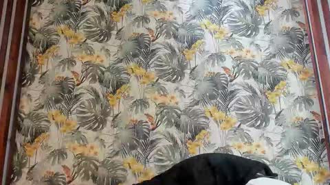 Snapshot of italomoore chatting on 09.25.25 Italo Moore online show from 09.25.25