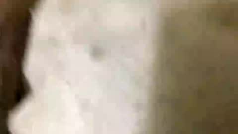 Jaaltar online show from 01.08.26