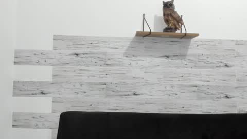 Jaycreedd online show from 01.15.25