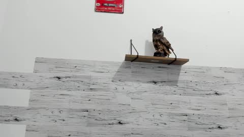 Jaycreedd online show from 02.22.25