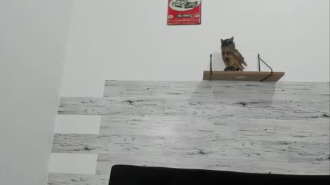 Jaycreedd online show from 11.20.25