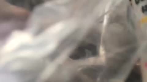 jojobrauer online show from 10.31.25