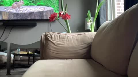 Snapshot of joshperrygoon chatting on 12.14.24 joshperrygoon online show from 12.14.24