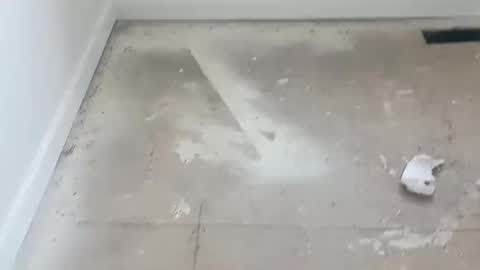 joshuatreestroker online show from 02.19.25