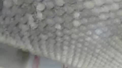 Giovanni50pro online show from 09.17.25