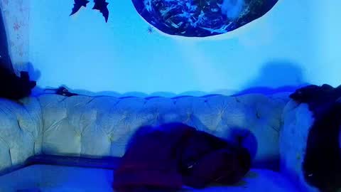 kira online show from 10.23.25