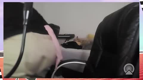 Bella Blue BBW online show from 12.16.25