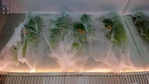 lana_lann online show from 10.20.25