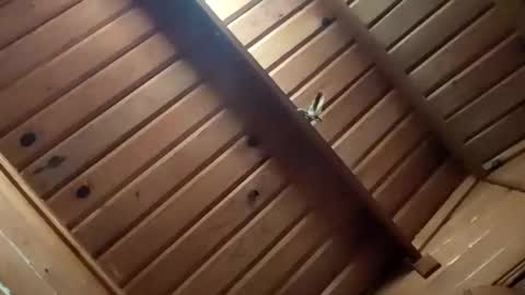 leskator9 online show from 11.02.25