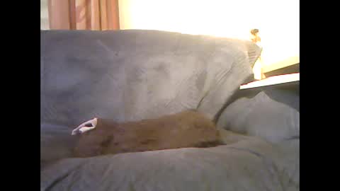 Snapshot of lion160868 chatting on 02.06.26 lion160868 online show from 02.06.26