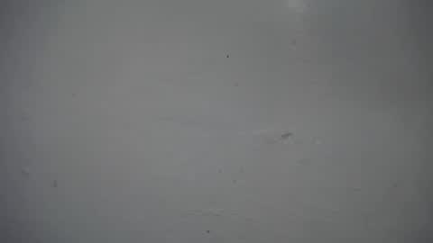 lisa_branch online show from 11.16.25