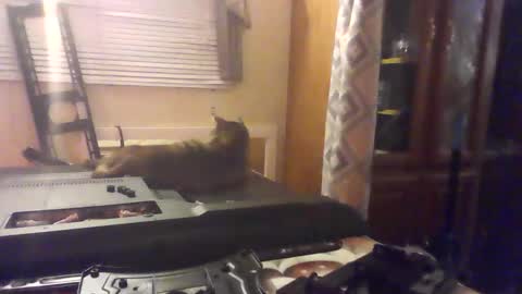 littlegrey376 online show from 02.18.26