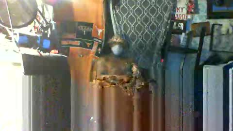 Mr. FogoDeChao online show from 10.22.25