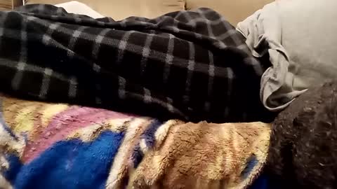 Snapshot of looking4bush chatting on 12.01.24 looking4bush online show from 12.01.24