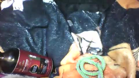 lovaelisa online show from 10.18.25