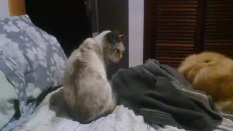 lucas online show from 10.19.25