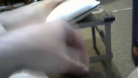 Snapshot of manumanu8585 chatting on 02.03.26 manumanu8585 online show from 02.03.26