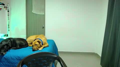 Snapshot of mary_jane1_ chatting on 10.31.25 mary online show from 10.31.25