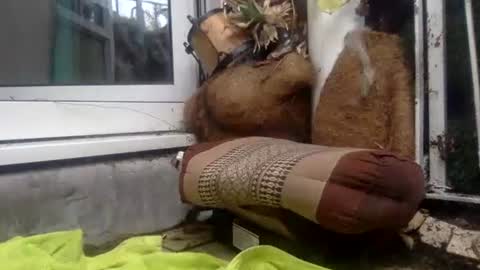 Snapshot of matureman1234 chatting on 10.29.25 matureman1234 online show from 10.29.25