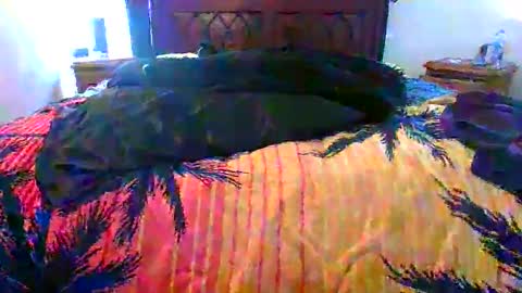 Max online show from 02.17.26