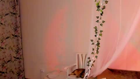 Misha online show from 12.26.24