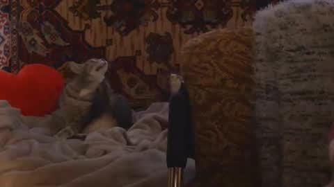 Elis online show from 02.20.26