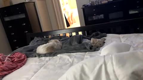 Snapshot of mrrogue chatting on 12.24.24 mrrogue online show from 12.24.24