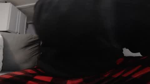 Snapshot of mrshlongboy21 chatting on 01.25.25 mrshlongboy21 online show from 01.25.25