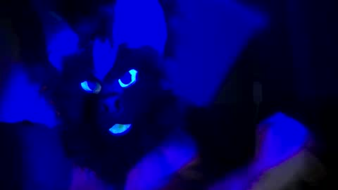 n33ds2br33d online show from 10.19.25