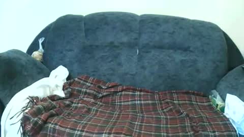 Snapshot of nastylily1 chatting on 01.17.26 nastylily1 online show from 01.17.26