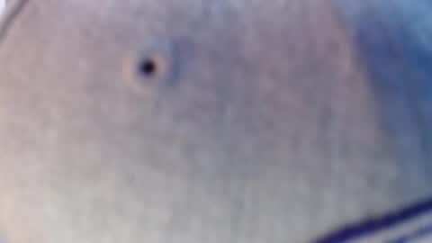 nicolas online show from 12.12.24