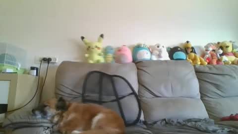 Brian and Logan Brogan online show from 01.18.26