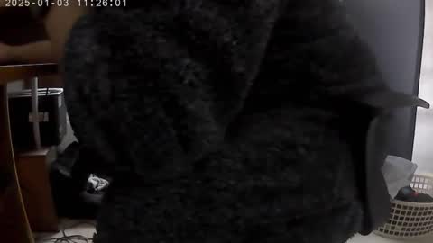 Snapshot of nineinchhard chatting on 01.03.25 nineinchhard online show from 01.03.25