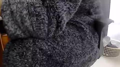 Snapshot of nineinchhard chatting on 01.06.25 nineinchhard online show from 01.06.25