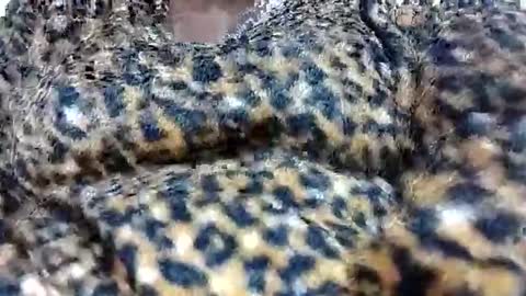 nora_roy246 online show from 01.08.26