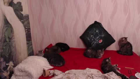 Olivia online show from 02.05.25