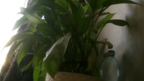 pamela_passion online show from 07.20.26