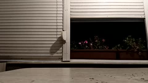 angel hris online show from 11.16.25