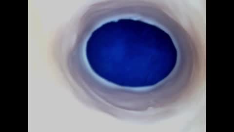 Paula 18 Aninhos online show from 03.10.26