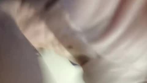 Paw online show from 12.30.24