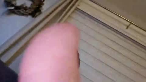 perfectdar online show from 02.09.25