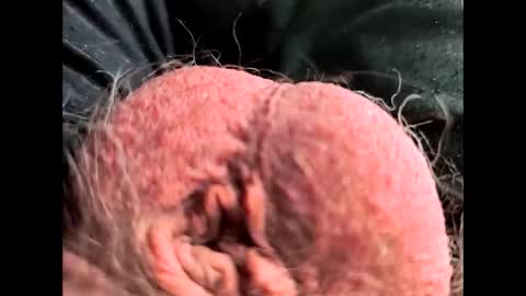 petrol63102 online show from 02.26.26