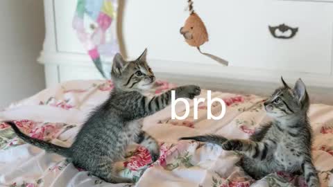 Snapshot of pink_girl0n chatting on 11.06.25 Kitty online show from 11.06.25