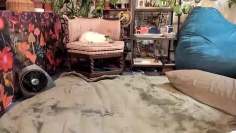 Goddess Pluto online show from 01.19.25