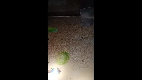 Snapshot of potsymcstoner chatting on 09.12.25 potsymcstoner online show from 09.12.25