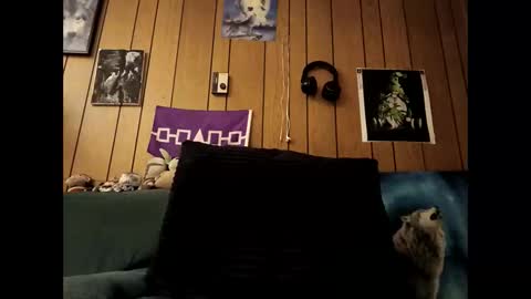 prettysolid7 online show from 10.15.25